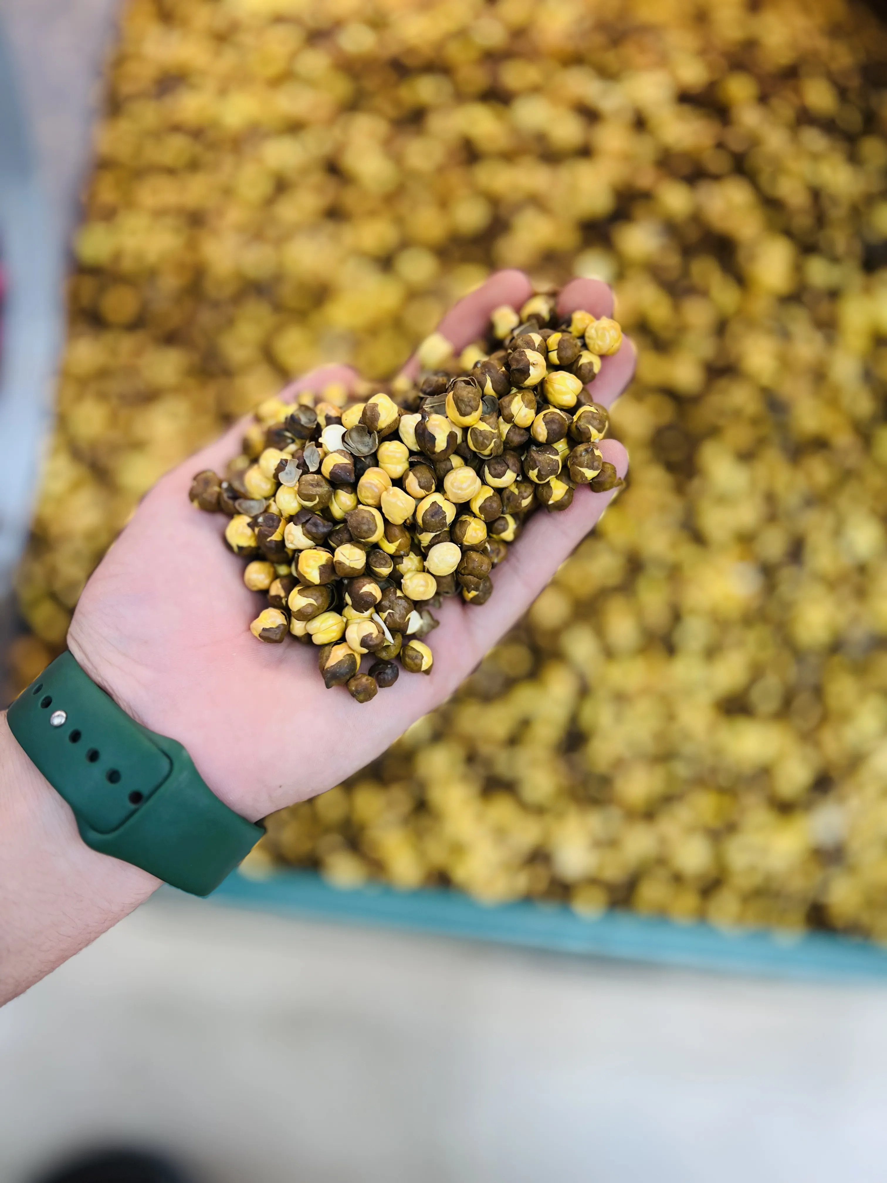 QDF CHICKPEAS BLACK (CHANA) 500 GWT